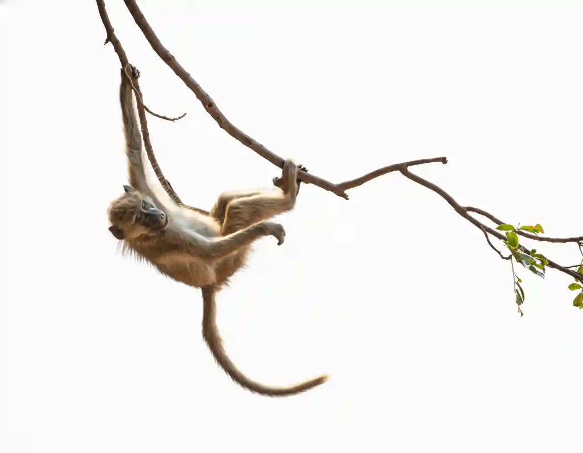 Monkey hanging from branch